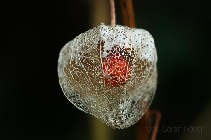 fotogr16703.JPG - Brstenje (2007)