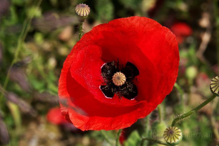 fotogr2083.jpg - Brstenje (2007)